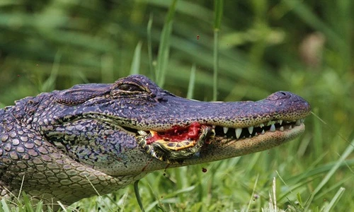 Kinh hoàng cảnh cá sấu khổng lồ nghiền nát rùa đẫm máu