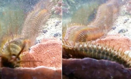Rùng mình phát hiện sâu khổng lồ trong bể cá 