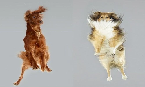 Độc đáo hình ảnh chó biết bay đầy phấn khích