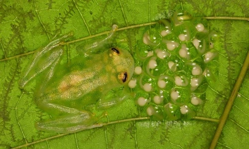 Vẻ đẹp tuyệt mỹ của những loài động vật trong suốt