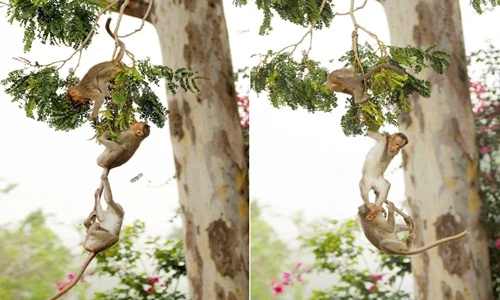 Cảnh độc: Những con khỉ nắm đuôi nhau đánh đu 