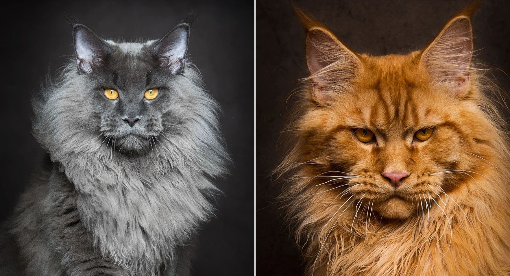 Ảnh đẹp “chất lừ” của mèo Maine Coon, mèo lớn nhất thế giới