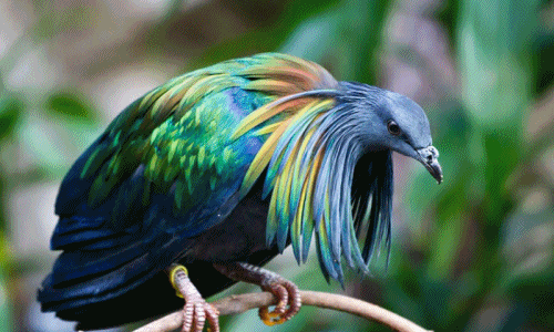 Ngỡ ngàng vẻ đẹp mê hoặc của chim bồ câu Nicobar