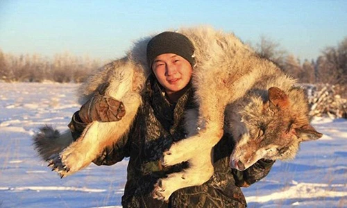 Số phận thảm khốc của những con sói tuyết ở Nga