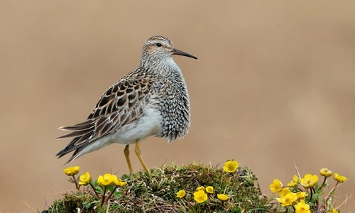 Nhận diện loài chim khốn khổ vì tình ái nhất thế giới