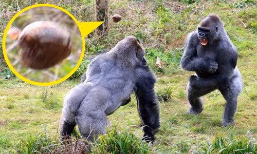 Khỉ đột hỗn chiến kinh hoàng giành khoai tây nướng