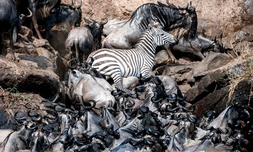 Kịch tính ngựa vằn vượt đàn linh dương đầu bò tìm sự sống