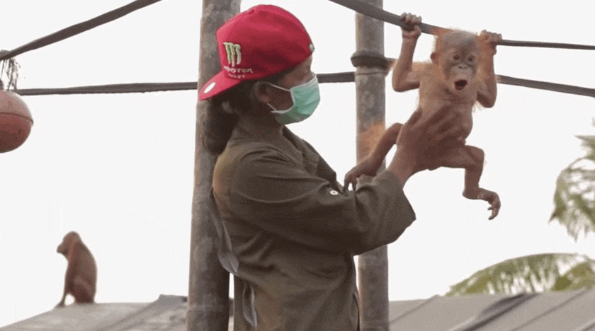 Tinh thần sống khó tin của đười ươi mồ côi