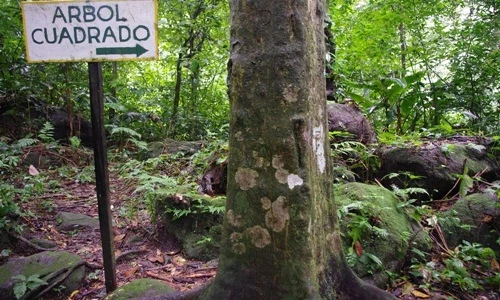 Kỳ lạ thung lũng những cây thân vuông đầy bí ẩn