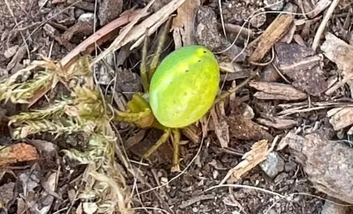 Đi rừng thấy dưa hấu mini, hoảng hồn là quái vật cực dị