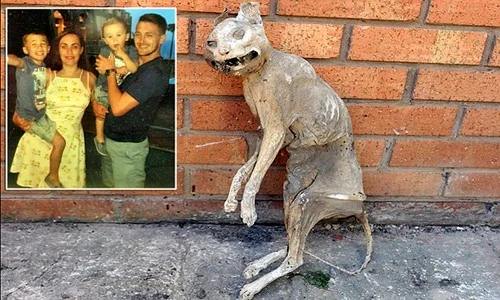 Kinh dị tìm thấy xác ướp mèo 30 năm khi xây nhà