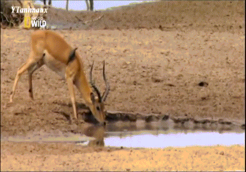 Ảnh động cá sấu săn giết linh dương ngoạn mục