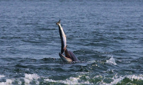 Rợn người cá heo chơi đùa con mồi trước khi ăn thịt