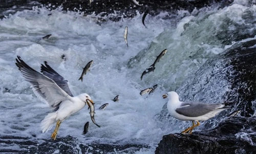 Mòng biển mở đại tiệc, tổng tấn công cá ngọc trai