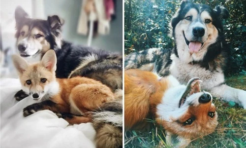 Ngưỡng mộ những tình bạn động vật đi cùng năm tháng