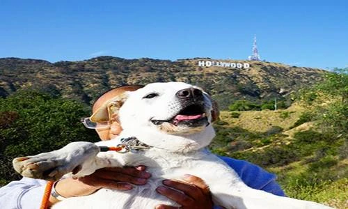 Chuyến đi vòng quanh thế giới cảm động của chú chó già