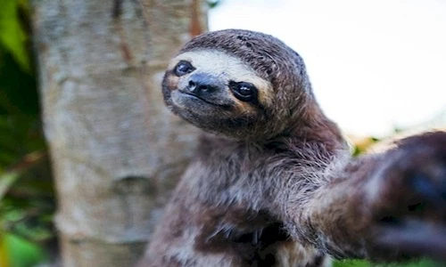 Khi động vật thích chụp ảnh “tự sướng” như con người