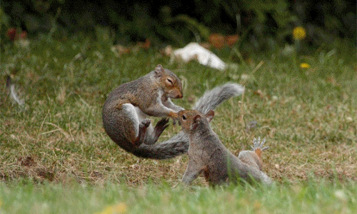 Sóc xám tung công phu đại chiến ngày đầu năm