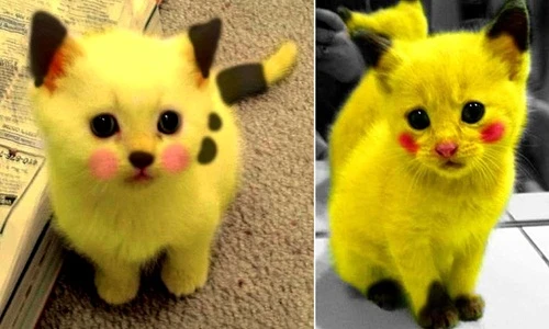 Chết mê những con Pikachu mèo cực đáng yêu 