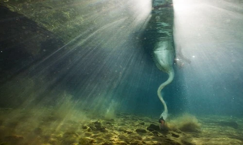 Đẹp kỳ ảo vũ điệu săn mồi của thiên nga dưới nước 