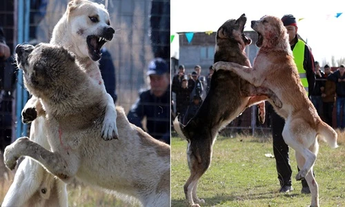 Cảnh chọi chó đẫm máu nhìn là thấy ghê rợn