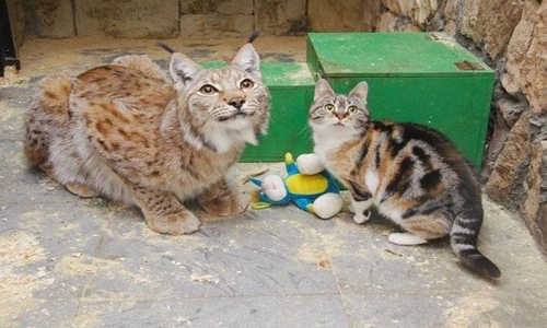 Cảm động chuyện mèo hoang kết nghĩa anh em với linh miêu