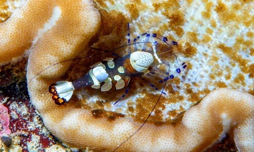 Ấn tượng ảnh tuyệt đẹp về thế giới động vật dưới nước