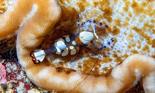 Ấn tượng ảnh tuyệt đẹp về thế giới động vật dưới nước