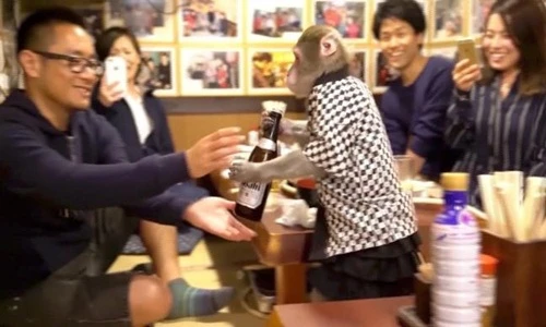 Quán bar Nhật Bản gây sốc với bồi bàn là khỉ