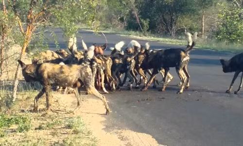Chó hoang cắn xé linh dương "đẫm máu" ngay giữa đường