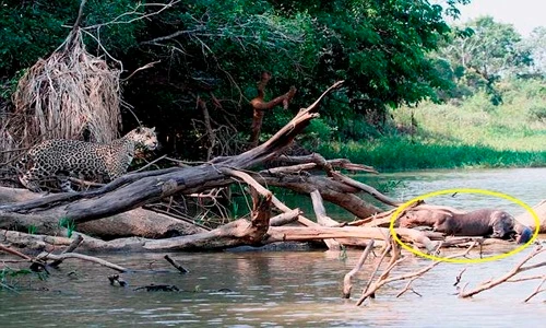 Rái cá khổng lồ “gọi hội” đánh đuổi báo đốm