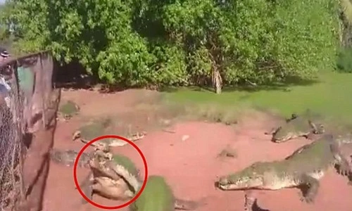 Cá sấu đói ăn xé rách chân đồng loại và nuốt chửng