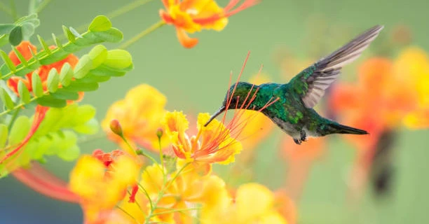 Những con giáp có bước ngoặt cuộc đời trong năm 2022