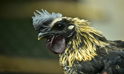 Gà xương đen quý hiếm của người Mông ở Mù Cang Chải