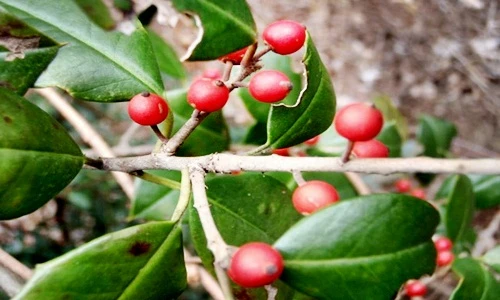 Những loài quả nguy hiểm khiến bạn mất mạng nếu ăn quàng