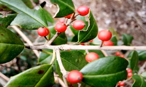 Những loài quả nguy hiểm khiến bạn mất mạng nếu ăn quàng