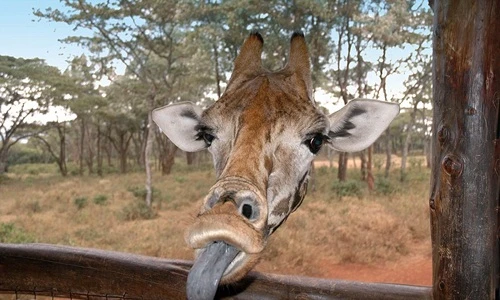 Những động vật dễ thương đốn tim con người