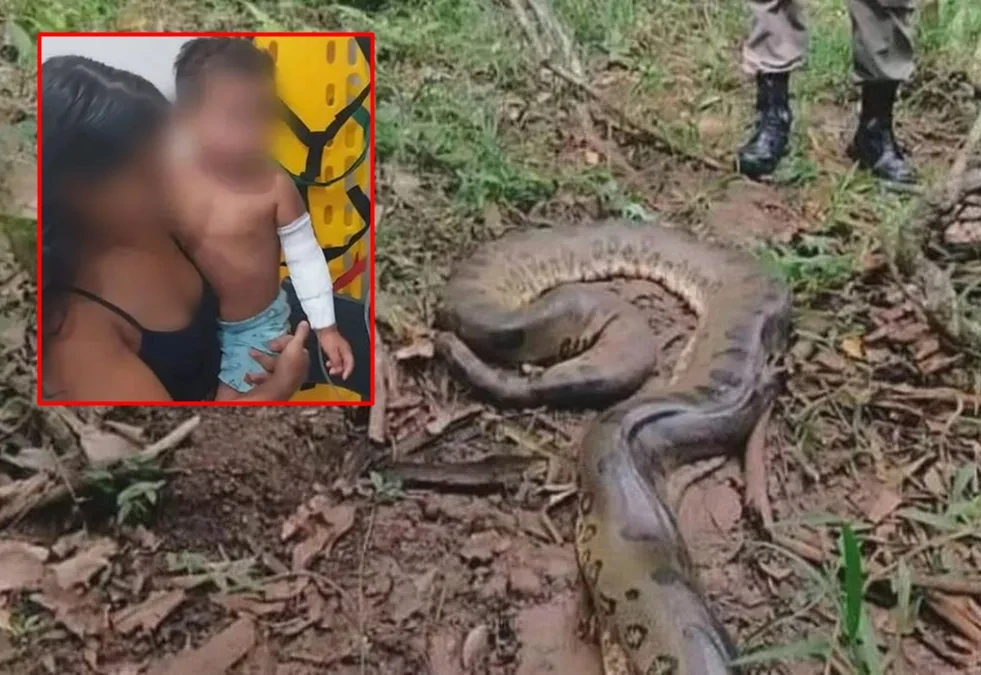 Kinh hãi bé trai chơi một mình suýt bị “mãng xà tinh” nuốt chửng