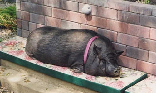 Ngỡ ngàng chú lợn có tuổi thọ khủng nhất thế giới