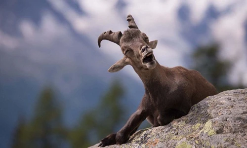 Chết cười những hành động hài hước của động vật đáng yêu