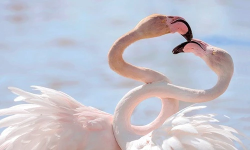 Chùm ảnh động vật hôn nhau lãng mạn ngày Valentine