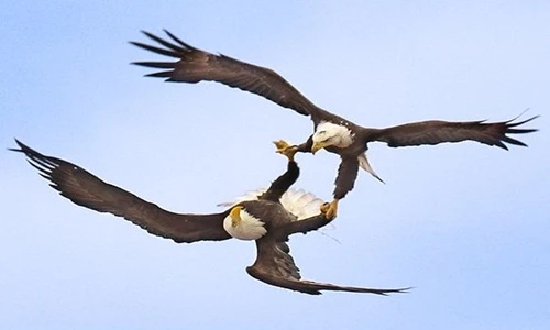Vũ điệu giao phối giữa không trung của đại bàng 