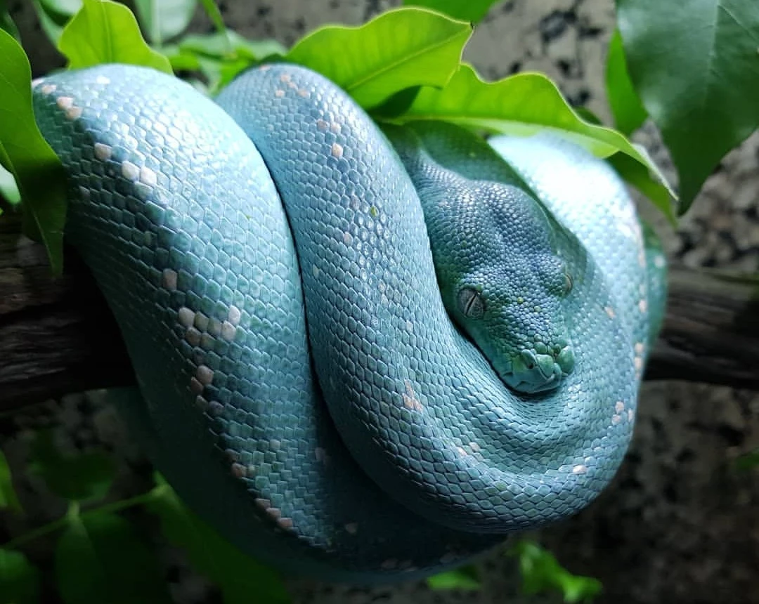 Vẻ đẹp tuyệt mỹ loài trăn đắt nhất hành tinh, giá ngang siêu xe