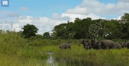 Khiếp sợ đàn voi trả thù cá sấu đòi ăn thịt voi con