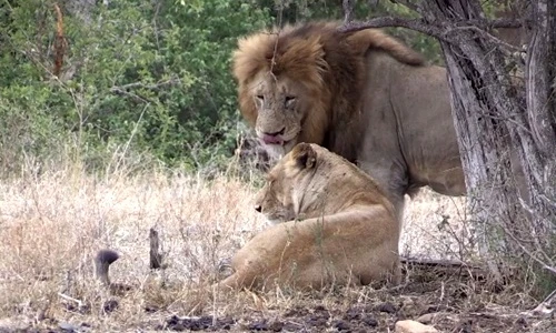 Ngưỡng mộ tình yêu đẹp như ngôn tình của vua sư tử