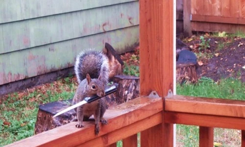 Khi thú cưng hóa nhân vật phản diện 