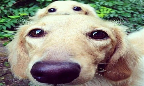 Ngộ nghĩnh hình ảnh động vật “mẹ nào con nấy“