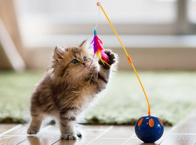 Khi mèo thích ứng với cuộc sống hiện đại hơn con người