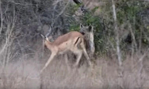 Sững sờ linh cẩu ngang nhiên cướp thịt linh dương từ báo 