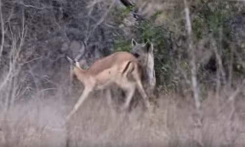 Sững sờ linh cẩu ngang nhiên cướp thịt linh dương từ báo 